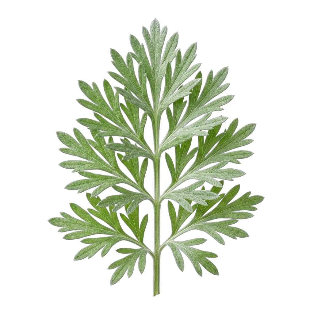 WORMWOOD