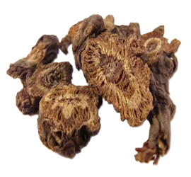 NOTOPTERVGII RHIZOMA ET RADIX