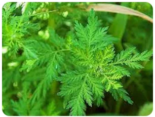 Wormwood, one of the botanicals featured in Yakou's ingredient collection